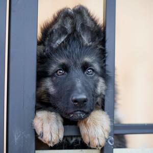 Meet your Posher, Josh